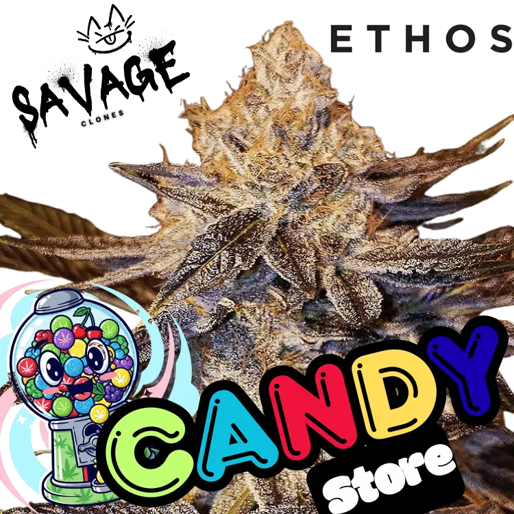 Candy Store Ethos Genetics - Savage Clones