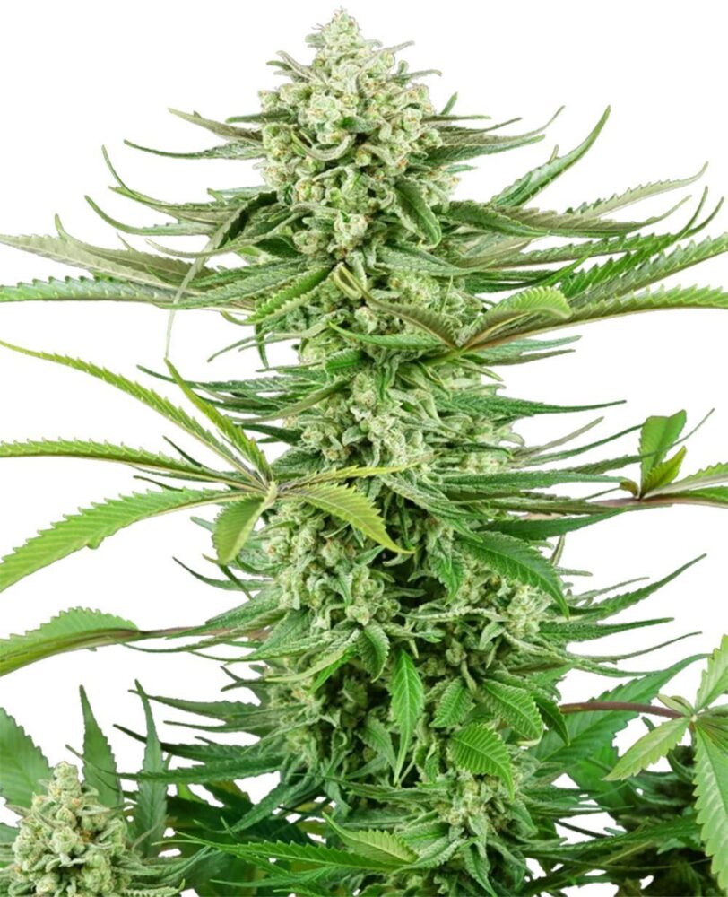 Cashew Kush Feminisiert-3 Samen - Seeds24
