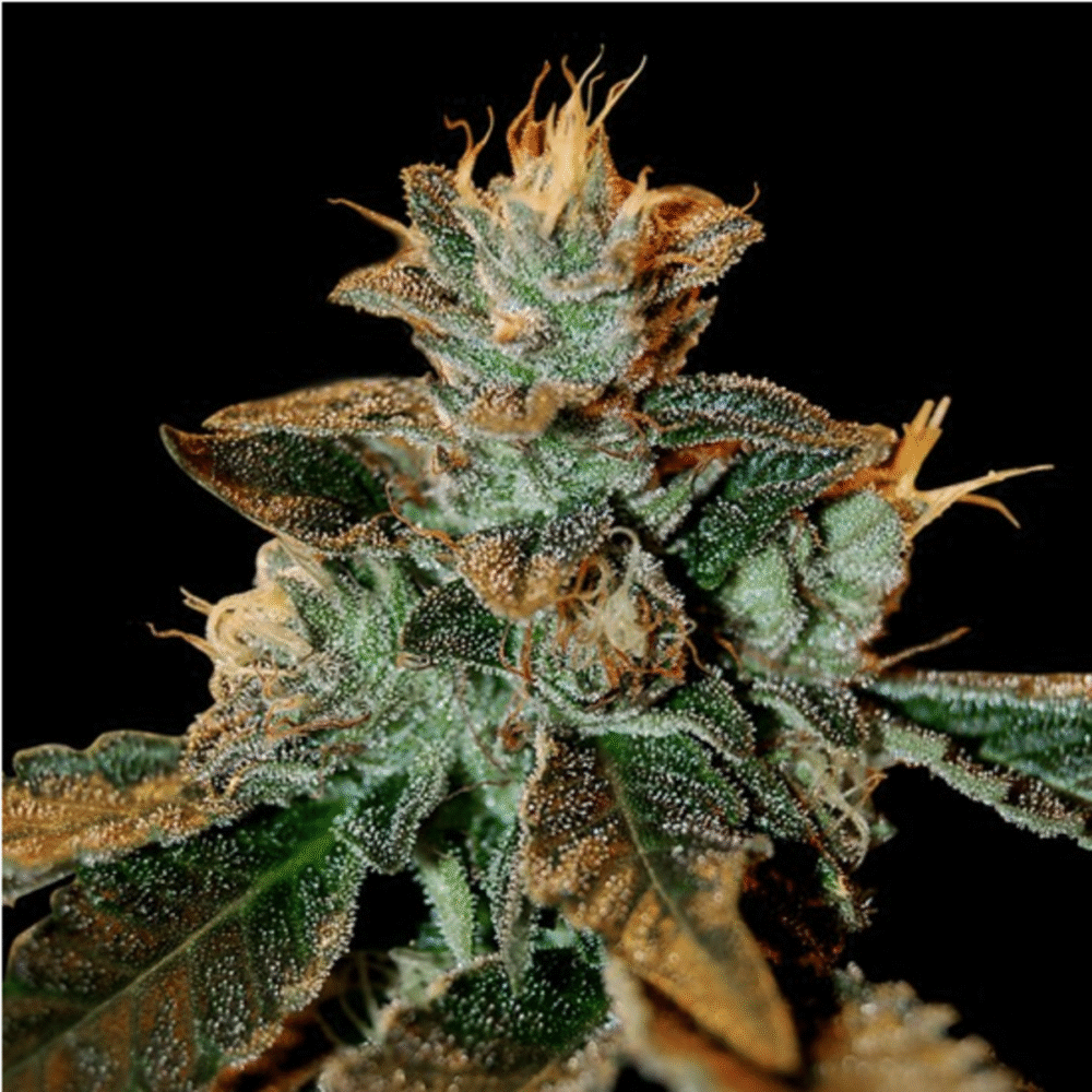 Cataract Kush Feminisiert-3 Samen - Seeds24