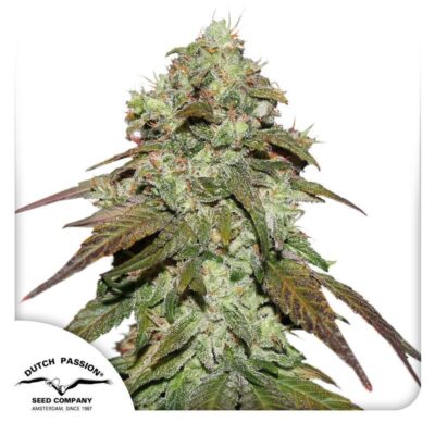 CBD Mazar Feminisiert-3 Samen - Seeds24