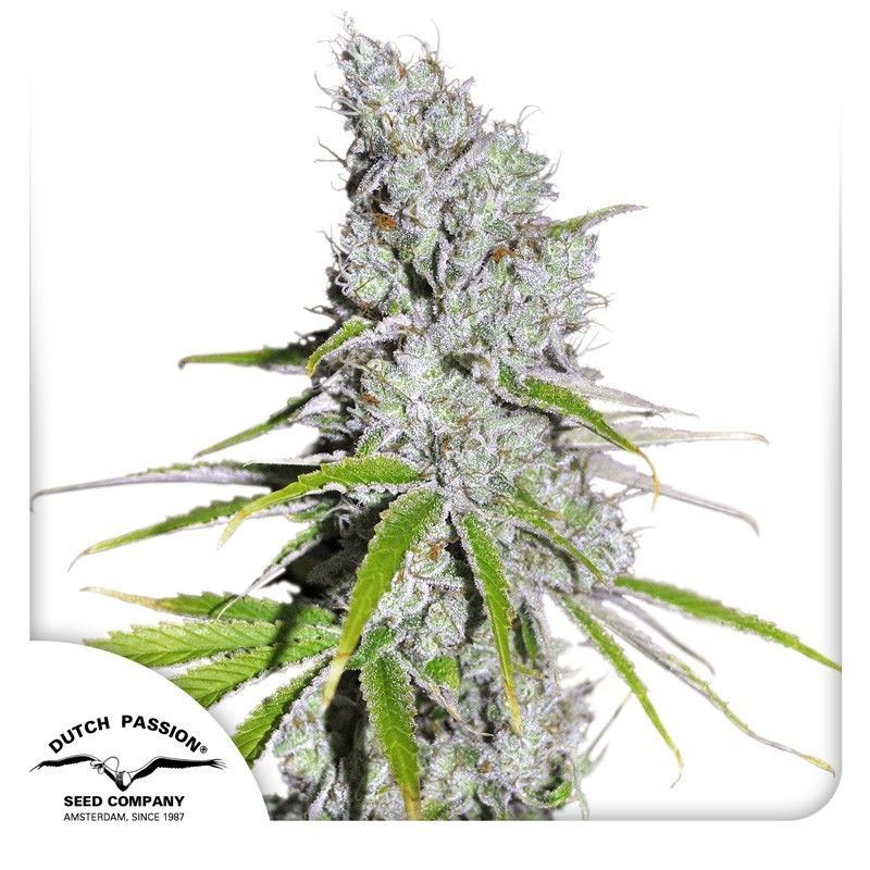 CBD Skunk Haze Feminisiert-3 Samen - Seeds24