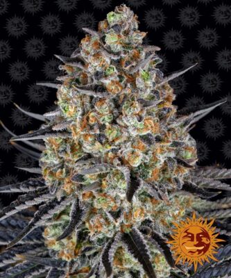 Cheese Automatic-3 Samen - Seeds24