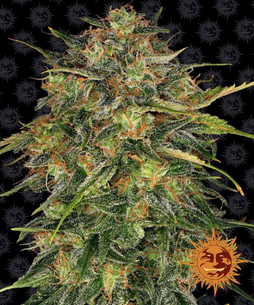 Cheese Feminisiert-3 Samen - Seeds24