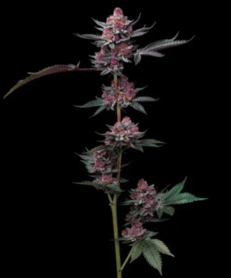 Cherry Poppers Feminisiert-3 Samen - Seeds24