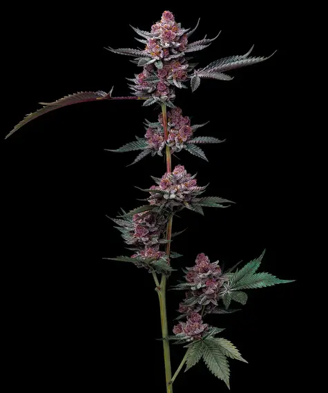 Cherry Poppers Feminisiert-3 Samen - Seeds24