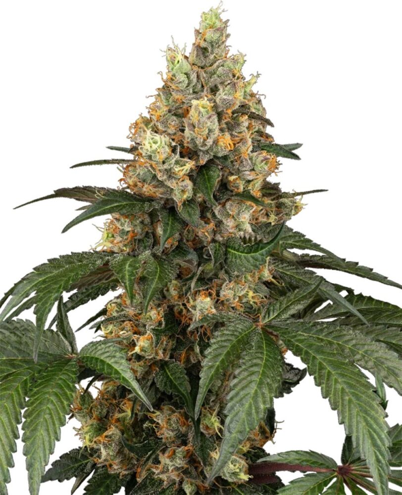 Chocolate Rainbow XXL Feminisiert-3 Samen - Seeds24