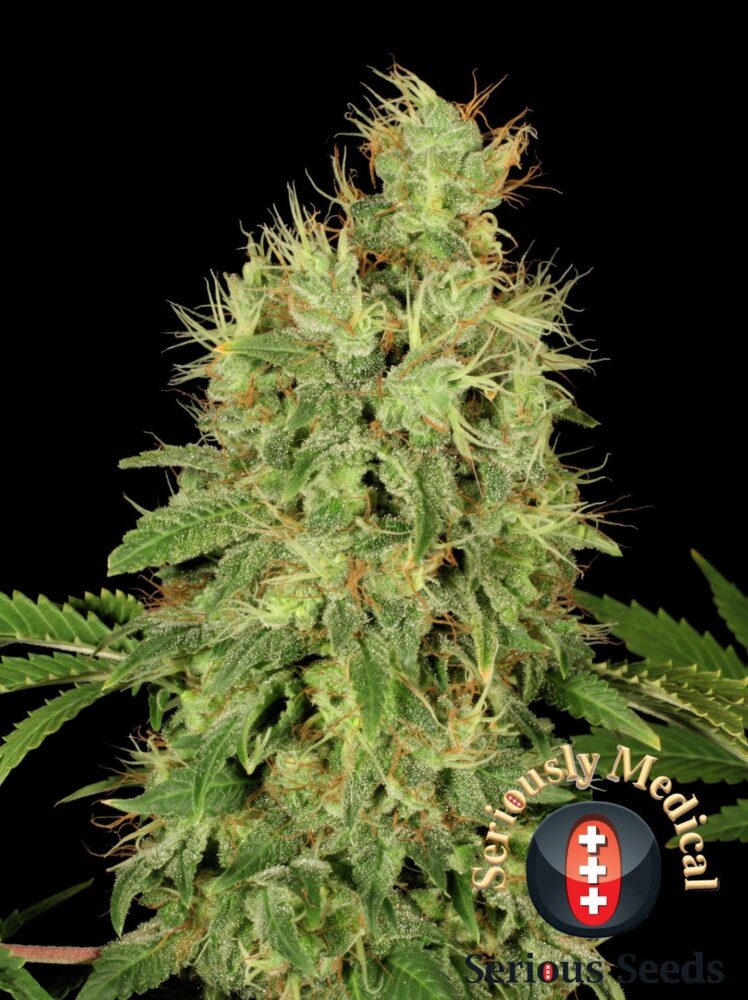 Chronic CBD Feminisiert-3 Samen - Seeds24
