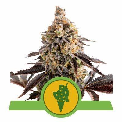 Cookies Gelato Automatic-3 Samen - Seeds24
