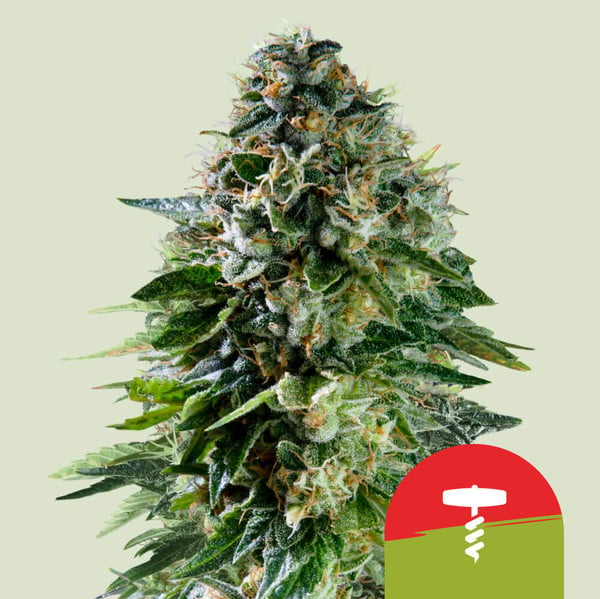 Corkscrew Automatic-3 Samen - Seeds24