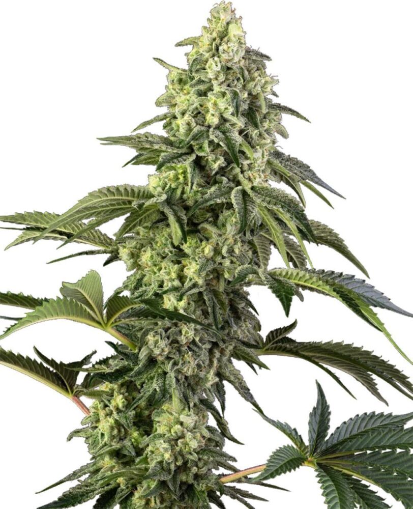 Cosmic Kiss Feminisiert-3 Samen - Seeds24