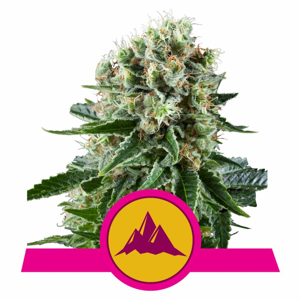 Critical Kush Feminisiert-3 Samen - Seeds24