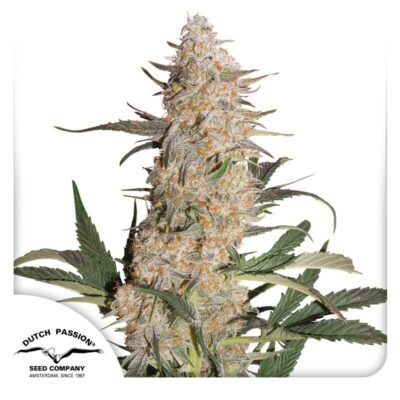 Critical Orange Punch Feminisiert-3 Samen - Seeds24