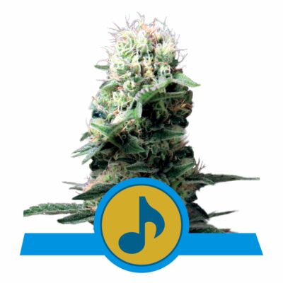 Dance World CBD Feminisiert-3 Samen - Seeds24