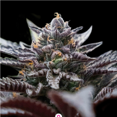 Double Stuffed Sorbet Feminisiert-3 Samen - Seeds24