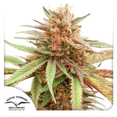 Durban Dew Feminisiert-3 Samen - Seeds24
