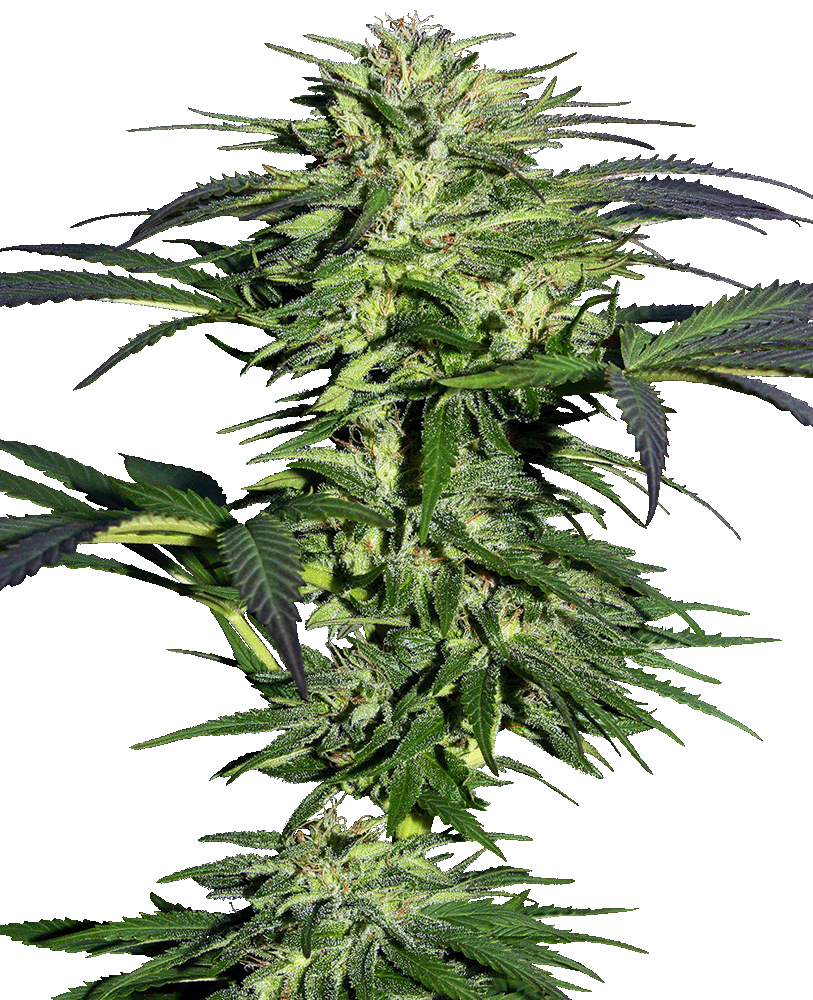 Durban Feminisiert-3 Samen - Seeds24