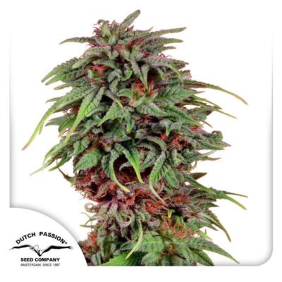 Durban Poison Feminisiert-3 Samen - Seeds24