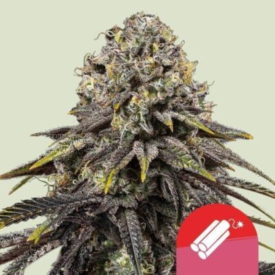 Dynamite Diesel Feminisiert-3 Samen - Seeds24