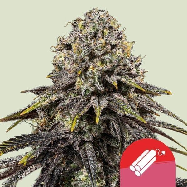 Dynamite Diesel Feminisiert-3 Samen - Seeds24