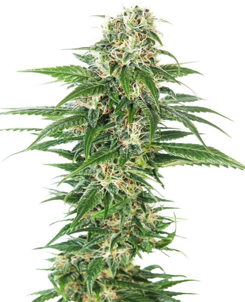 Early Skunk Auto-3 Samen - Seeds24