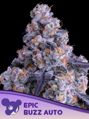 Epic Buzz Auto-3 Samen - Seeds24
