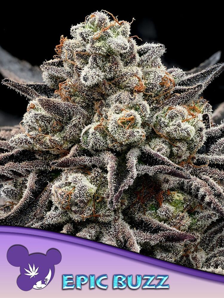 Epic Buzz Feminisiert-3 Samen - Seeds24