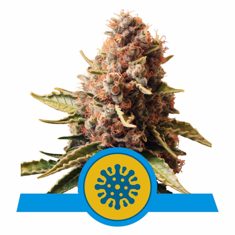 Euphoria CBD Feminisiert-3 Samen - Seeds24
