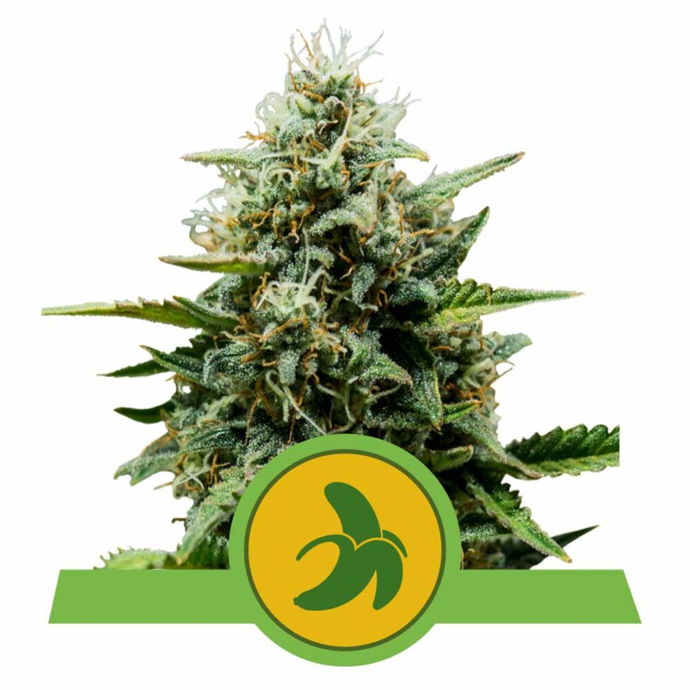 Fat Banana Automatic-3 Samen - Seeds24