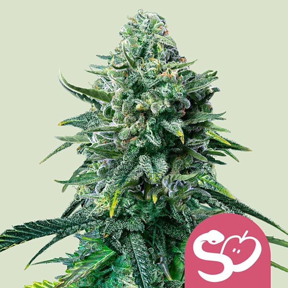 Forbidden Fruit Feminisiert-3 Samen - Seeds24