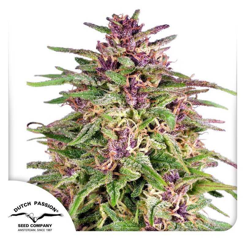 Frisian Dew Feminisiert-3 Samen - Seeds24