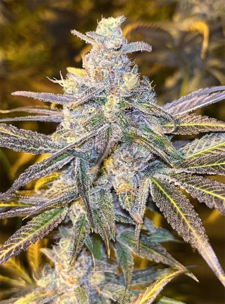 Frozen Biscotti Feminisiert-3 Samen - Seeds24