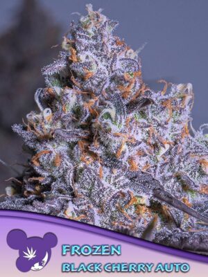 Frozen Black Cherry Auto-3 Samen - Seeds24