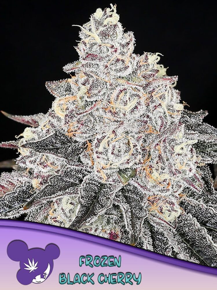 Frozen Black Cherry Feminisiert-3 Samen - Seeds24