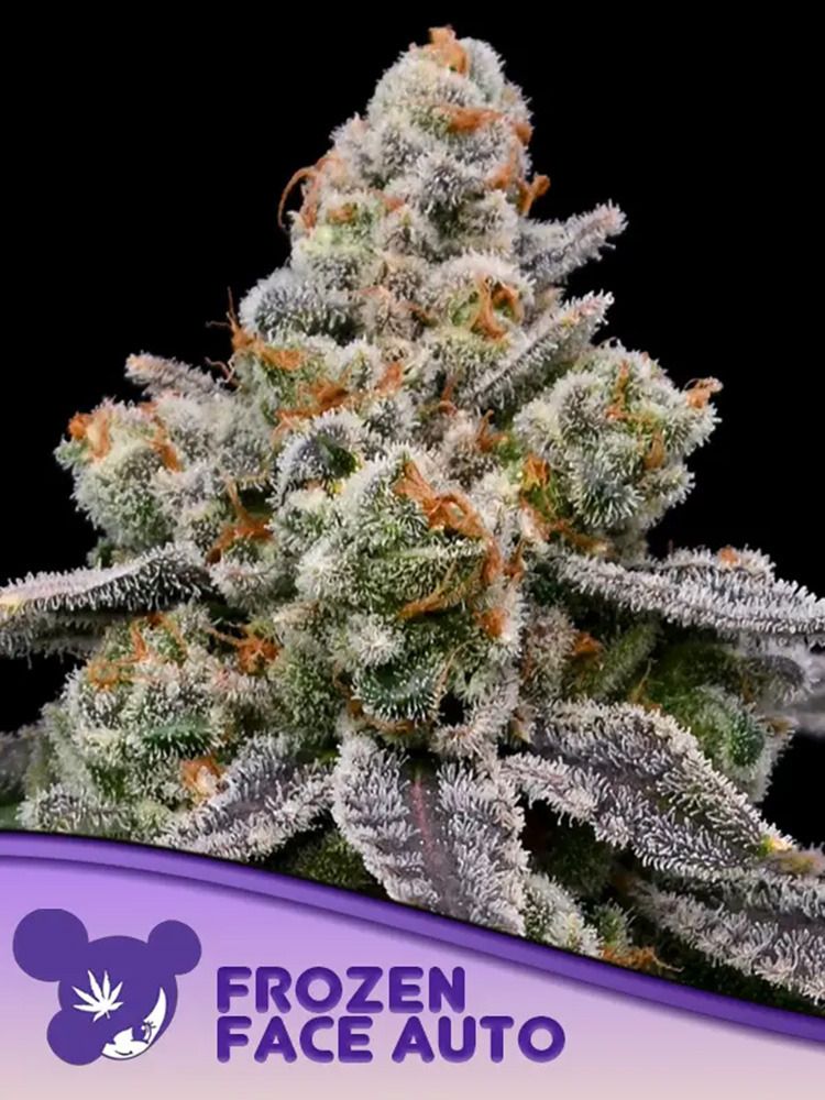 Frozen Face Auto-3 Samen - Seeds24