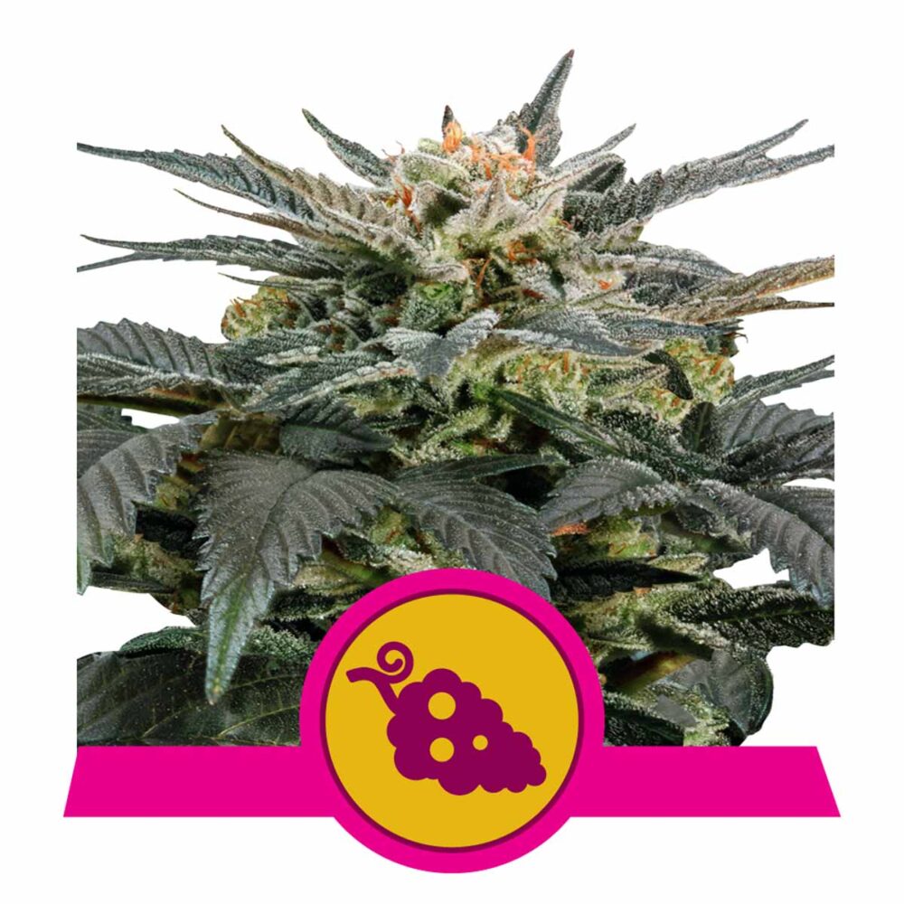 Fruit Spirit Feminisiert-3 Samen - Seeds24