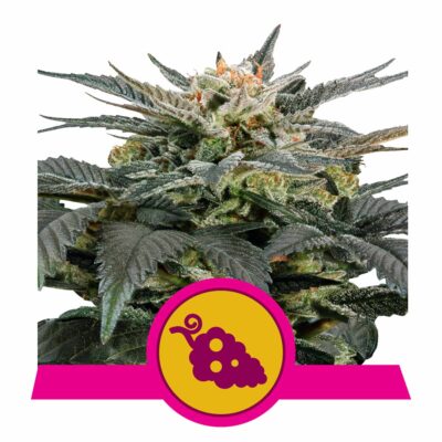 Fruit Spirit Feminisiert-3 Samen - Seeds24