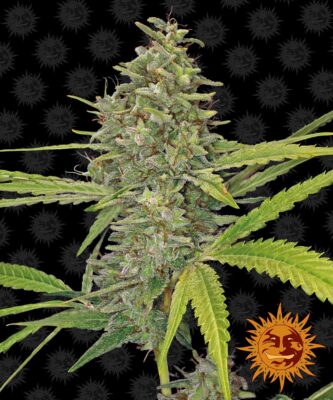 G13 Haze Feminisiert-3 Samen - Seeds24