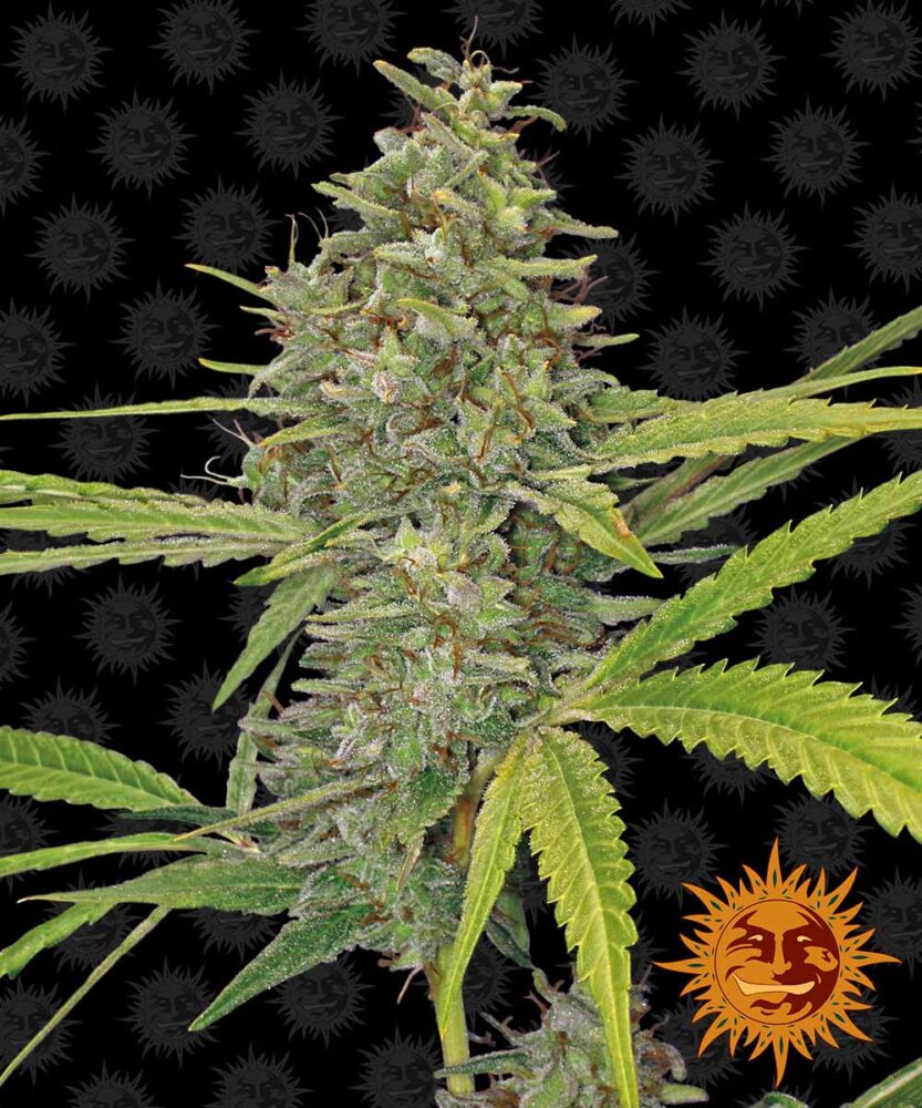 G13 Haze Feminisiert-3 Samen - Seeds24