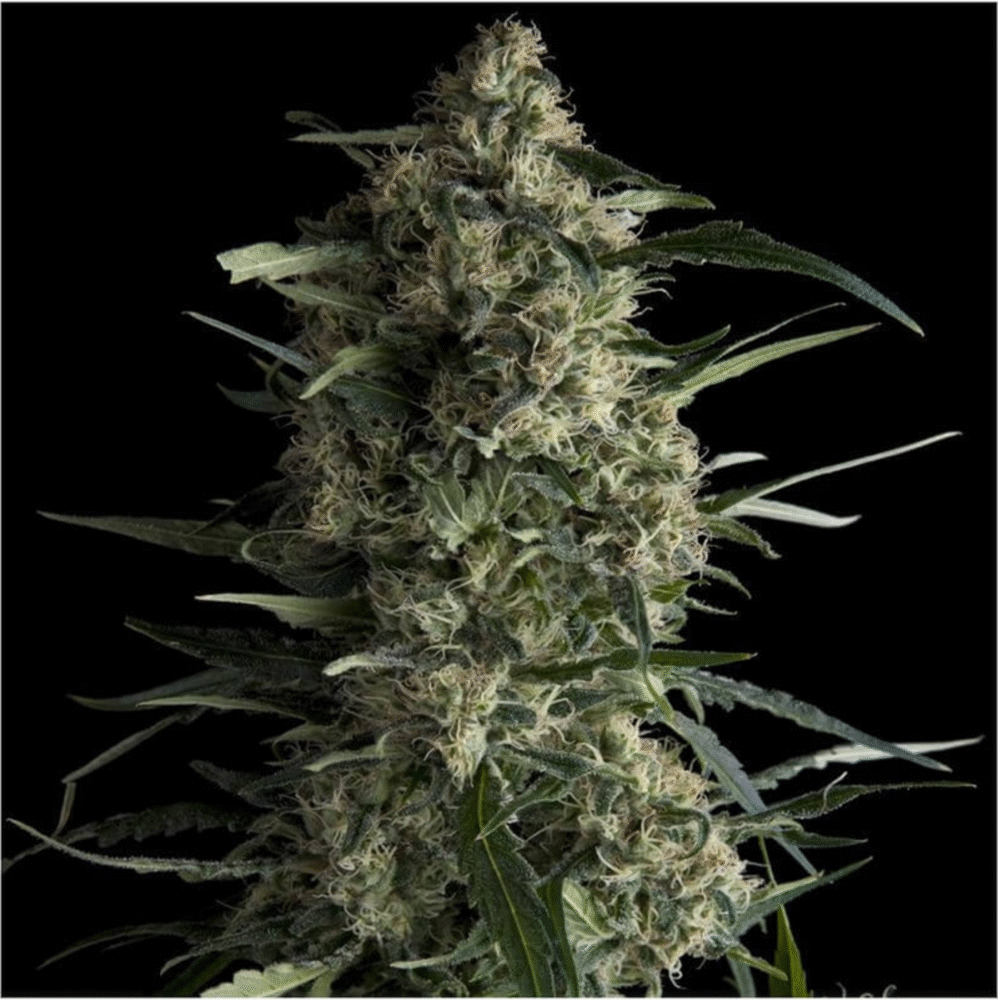 Galaxy CBD Feminisiert-3 Samen - Seeds24