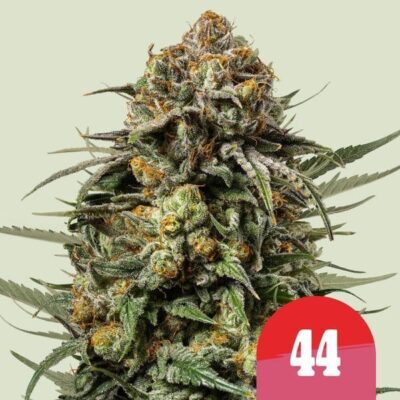 Gelato 44  Feminisiert-3 Samen - Seeds24