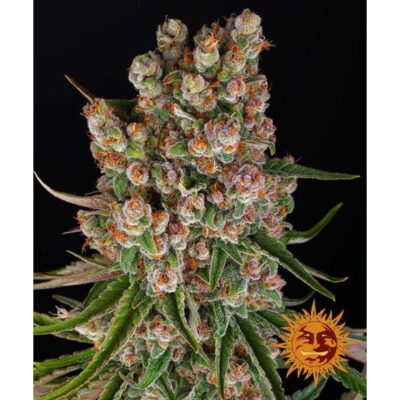 GMO Automatic-3 Samen - Seeds24