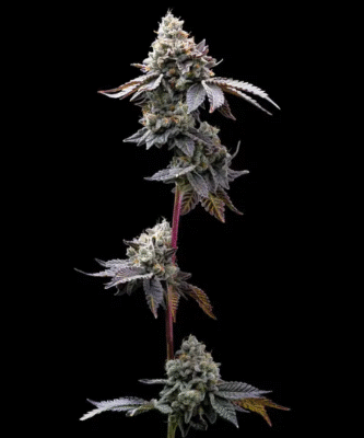 GMO Cookies Feminisiert-3 Samen - Seeds24
