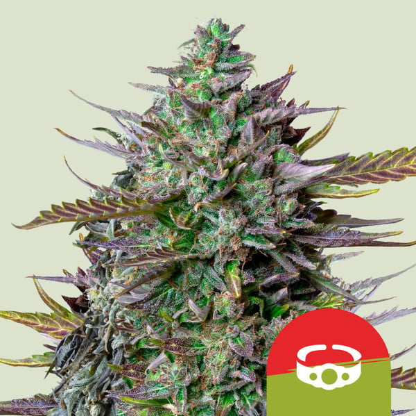 GOAT'lato Automatic-3 Samen - Seeds24