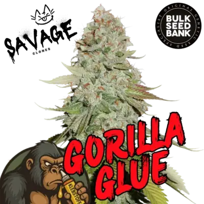 Gorilla Glue 4 Bulk Seeds - Savage Clones