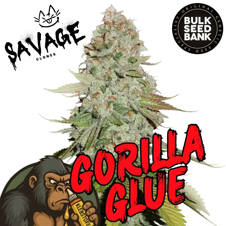 Gorilla Glue 4 Bulk Seeds - Savage Clones
