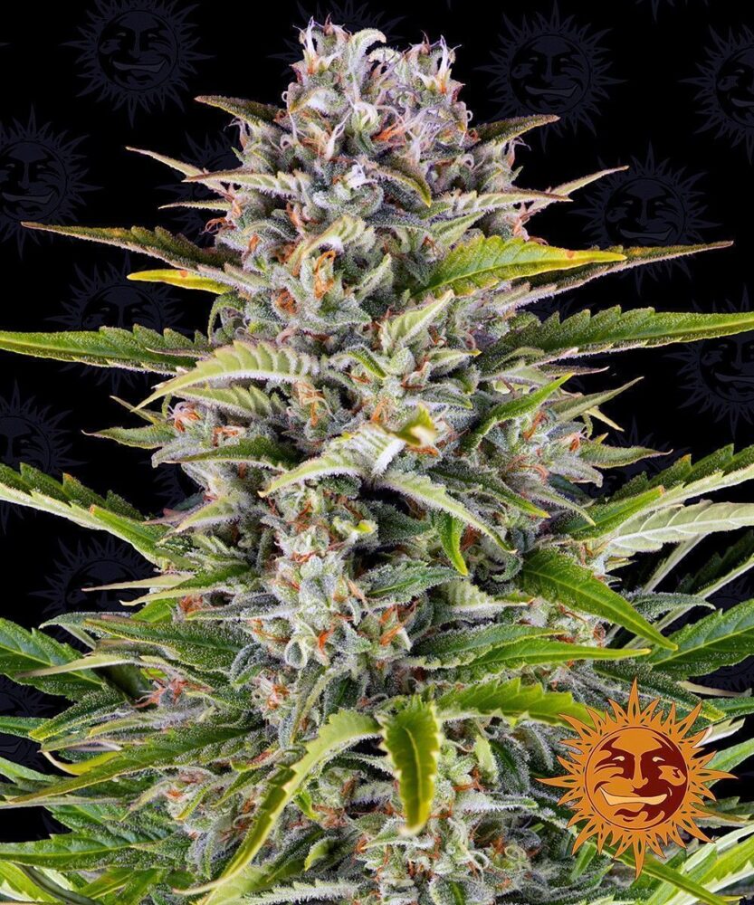 Gorilla Zkittlez Auto-3 Samen - Seeds24