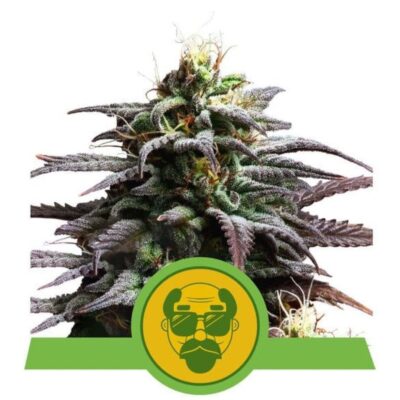 Granddaddy Purple Automatic-3 Samen - Seeds24