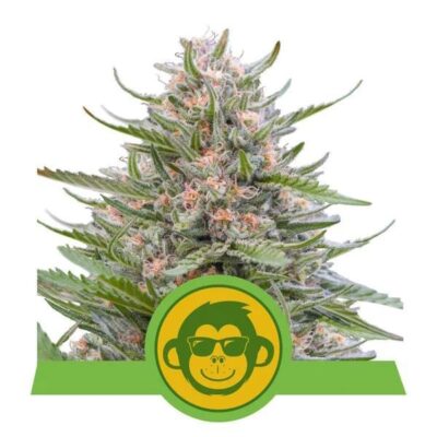 Grape Ape Automatic-3 Samen - Seeds24