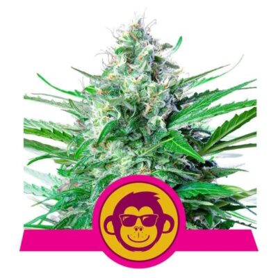 Grape Ape Feminisiert-3 Samen - Seeds24