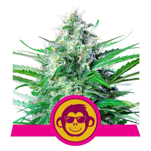 Grape Ape Feminisiert-3 Samen - Seeds24